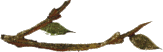 branch
