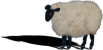 Baaa