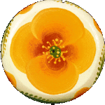 Wildflower