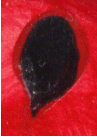 {short description of image}